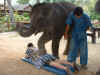 121 Elephant Thai Massage.JPG (128664 bytes)