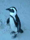 47 Penguins in South Africa.JPG (127179 bytes)