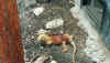 25 Iguana.jpg (701106 bytes)